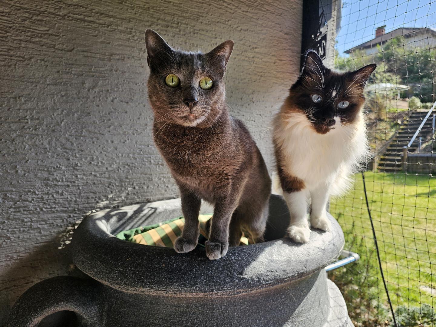 Waly & Wakanda