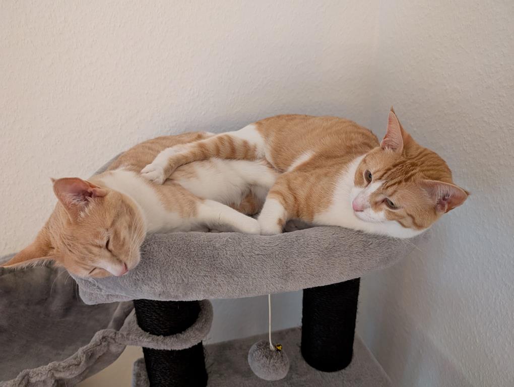 Ed & Sheeran