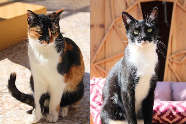 Ellie & Milo (ehem. Wildi & Waldi)