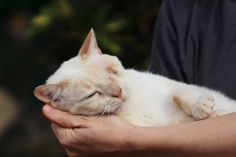 Balthasar (ehem. Cookie)