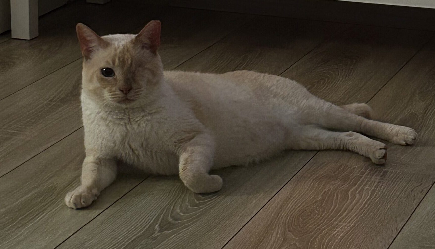 Balthasar (ehem. Cookie)