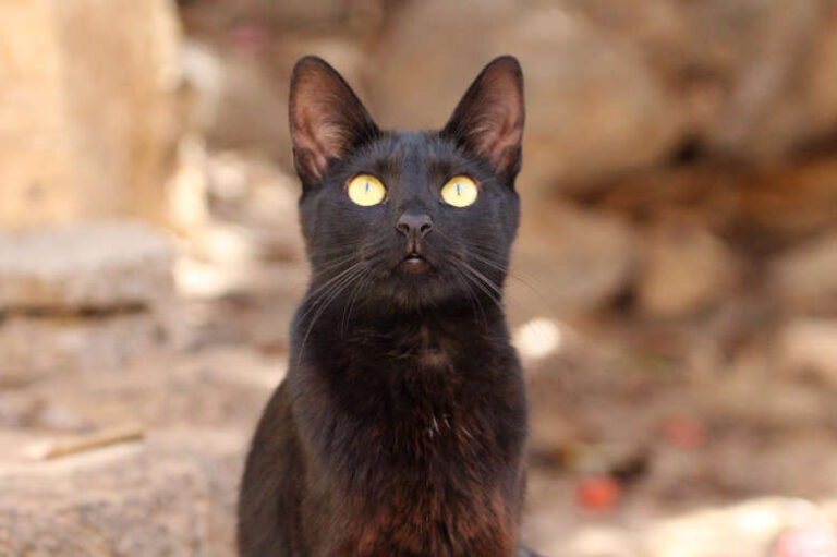 Eyra