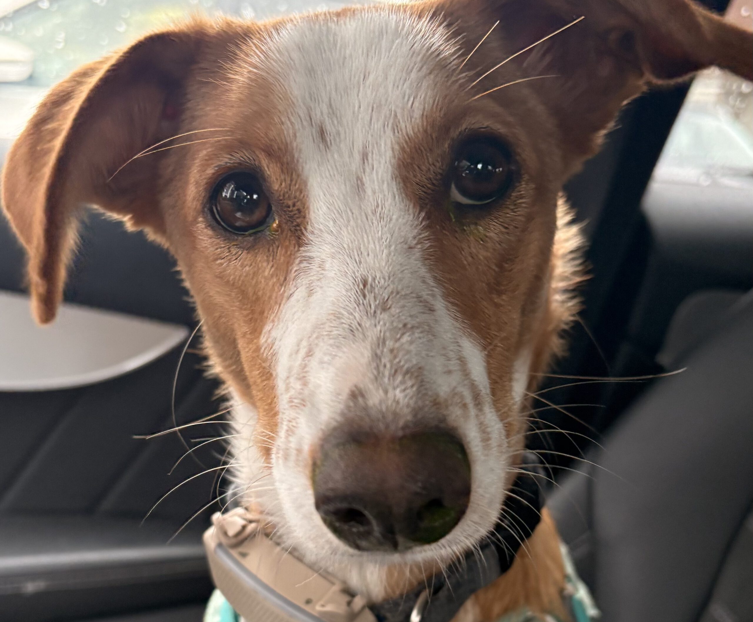 Canela