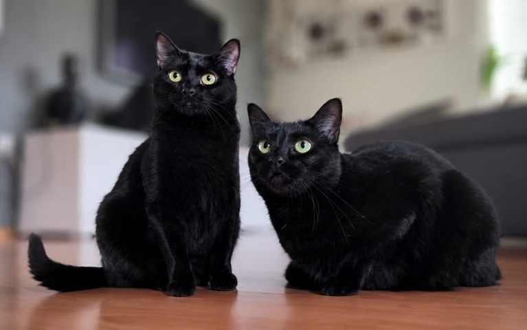 Illa & Isa (ehem. Ida)